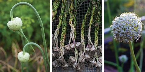 The weather is showing signs of summer quickly approaching. Plant Garlic In October For Warm-Season Scapes, Cloves ...