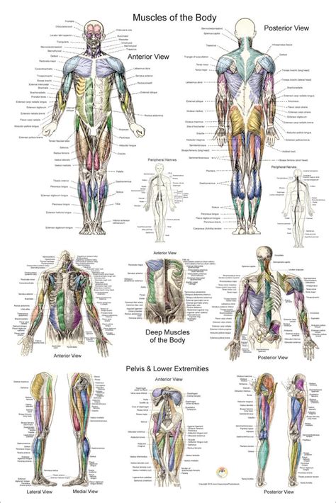 Human Muscle Anatomy Poster Anterior Posterior And Deep Etsy