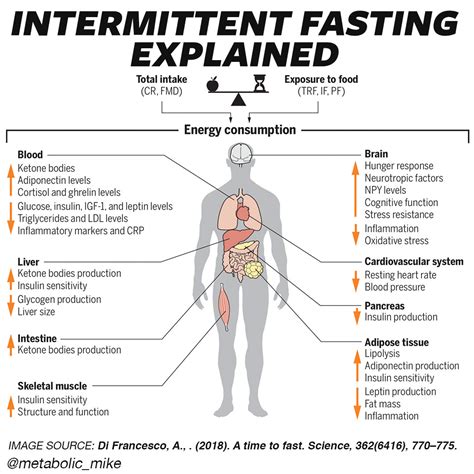 Intermittent Fasting And Time Restricted Feeding Benefit Explained