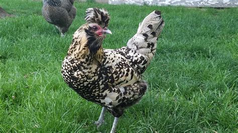 Heater recommendation for incubator? - Lemmy