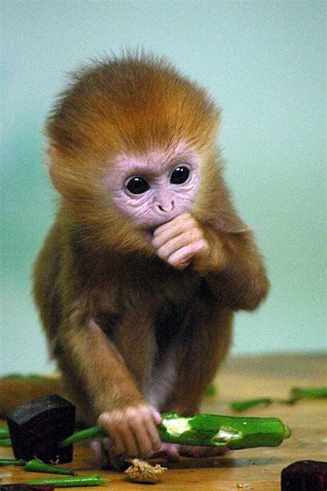 38 Best Cute Baby Monkeys Images On Pinterest Wild Animals Adorable Animals And Cutest Animals