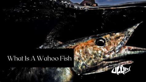 What Is A Wahoo Fish Wahoo Information And Facts Uluacom