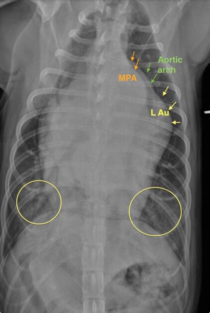 Radiographic Case Study Heart Murmur In A 1 Year Old Crossbreed Dog