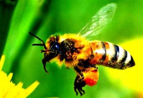 Worker Bee Beekeeping
