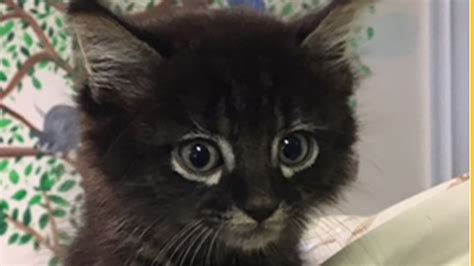 Kitten Trapped Inside Car Survives 90 Mile Ride On Long Island Abc7 New York