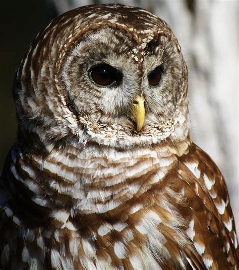 Barred Owl Photograph By Paulette Thomas Fine Art America