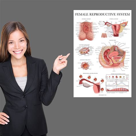 Buy Laminated Female Reproductive System Anatomical Chart Female Anatomy Poster 18 X 27
