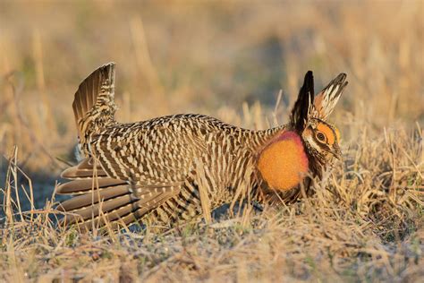 Greater Prairie Chicken Male Displaying Photograph By Richard And Susan