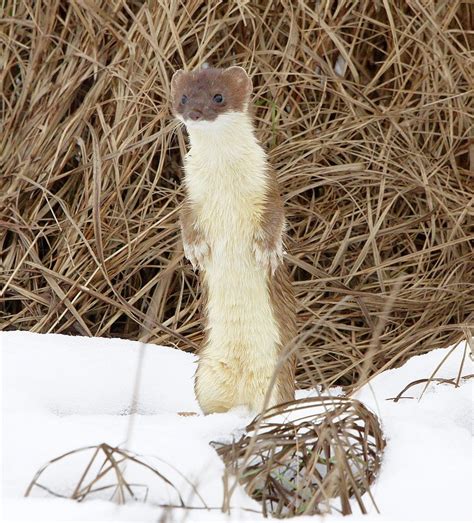 The Stoat Mustela Erminea Also Known As The Ermine Or Short Tailed