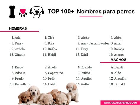 Total Imagen Nombres De Cachorros Consejotecnicoconsultivo Com Mx