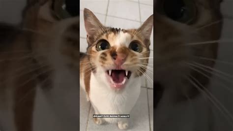 Cutecat 💓 Cat Cats Catvideos Cutecats Viral Short Shorts