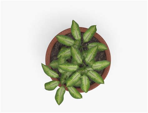 Plant Top View Png Vector Clipart Psd Plant Top View Png