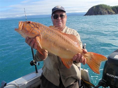 Cairns Fishing Charter Guide For Reef Fishing Queensland Great