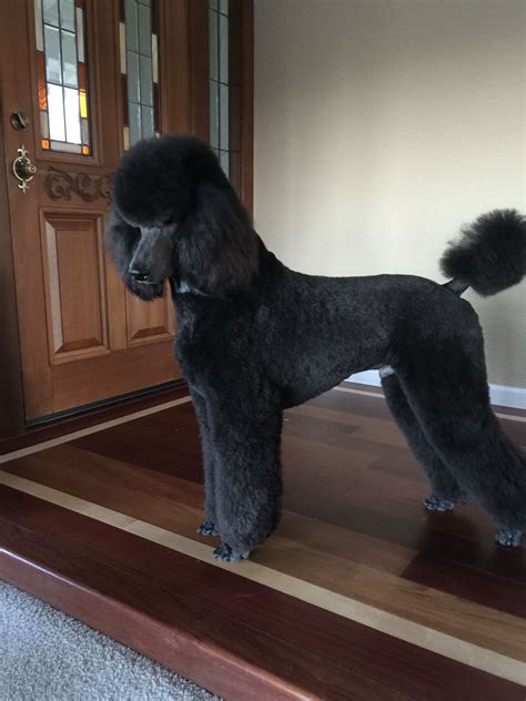 It's the name given to the type of haircut many show poodles receive before a contest.1. Pin en perritos