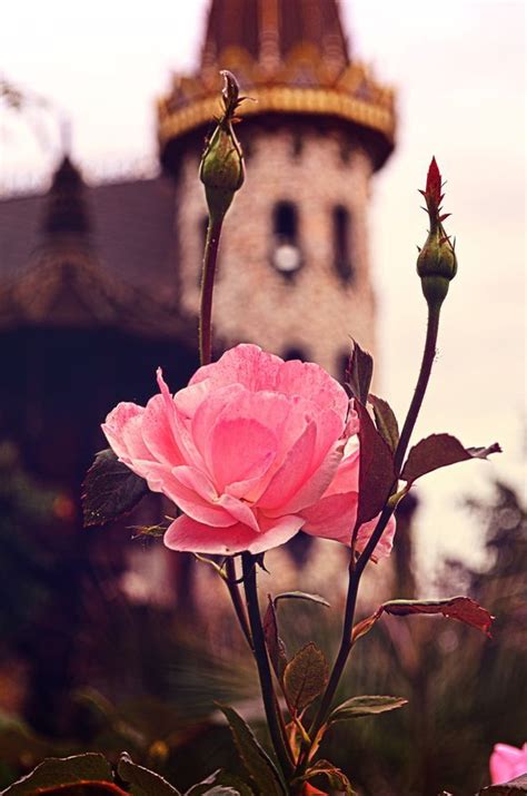 A Beautiful Rose In Beautiful Castle Beautiful Castles Beautiful