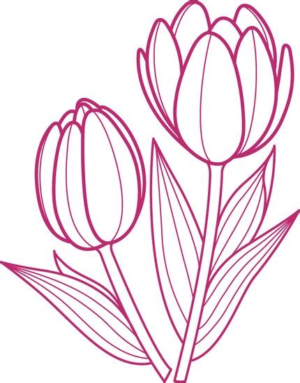 Tulips Drawing Outlines Clipart Best