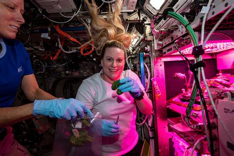 Iss Research On Twitter The Rest Of The Expedition 64 Crew Also Contributed To Plant Research