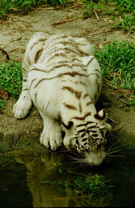 171 White Tiger Drinking Water Stock Photos Free And Royalty Free Stock