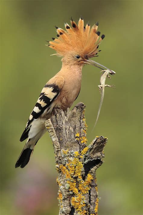 Hoopoe With Prey By Andrés Miguel Domínguez On 500px Hoopoe Bird Birds