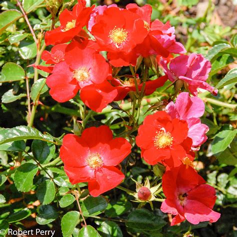 Floral Carpet Rose Waterwise Garden Planner