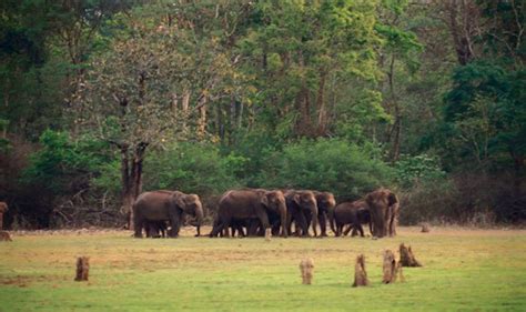 Bandipur National Park Is Home To Gorgeous Asiatic Elephants That Are A Delight To Watch
