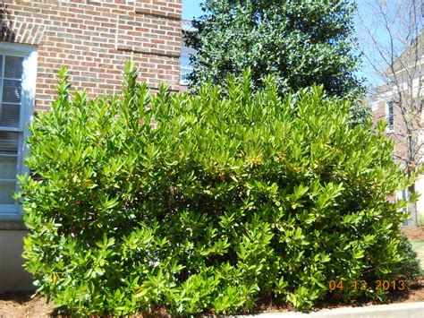 Simply dry the fruit out and enjoy tasty jujube snack for months from you backyard tree. The University of Mississippi - Landscape Services Department