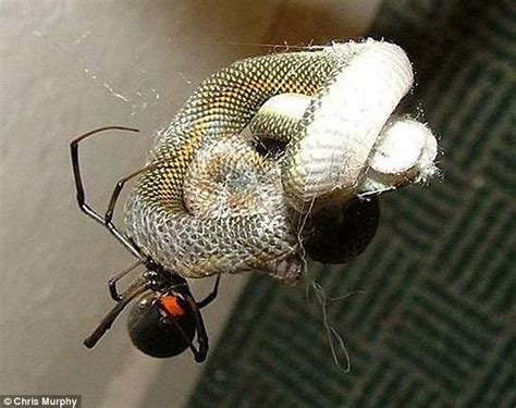 Giant Australian Spider Eats Snake