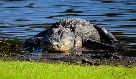 American Alligator Myakka River State Park Sarasota Flor Ap0013