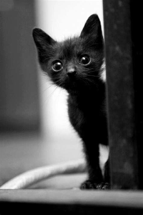 Little Black Kitty So Curious Animals And Pets Baby Animals Funny