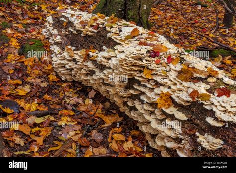 Oyster Mushrooms On Decaying Log In Porcupine Mountains Wilderness