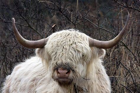 White Scottisch Highland Cow In Lauwersmeer Frieslandholland Hes