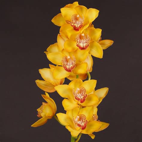 Cymbidium Yellow Cymbidium Orchids Eagle Link Flowers