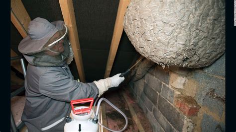 10000 Stinging Wasps Make Colossal Nest In English Village Home Cnn