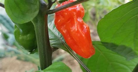 Labeled Chocolate Bhutlah Is This A Hybrid Or Do People Get This Much