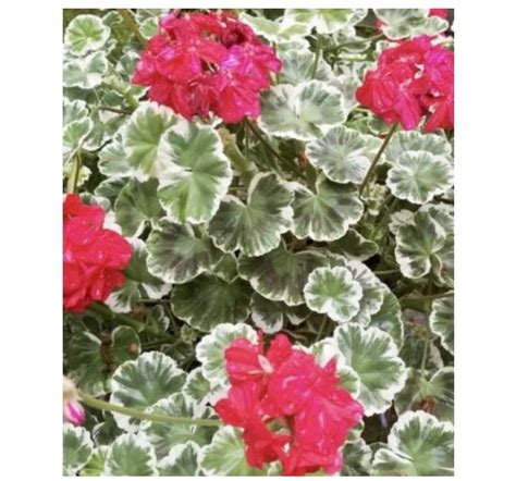 Wonderful Hortorum Brocade Wilhelm Langguth Geranium Garden Plant