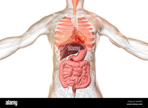 Mans Anatomy Torso And Internal Organs Of The Visible Human Take A Sneak Peek At Loveology