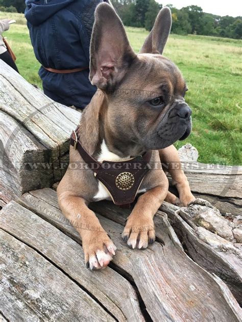 French bulldogs are known for their short bodies and flat faces. Small Dog Harness for French Bulldog Walking | Bulldog Harness