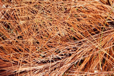 7 Peat Moss Alternatives That Are Better For The Planet Farmers