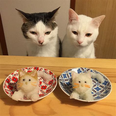 Is it safe for them or should you keep those jars out of reach? Japanese Couple Captures Every Time Their Cats Watch Them ...