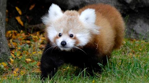 Baby Red Panda Makes Debut At Detroit Zoo