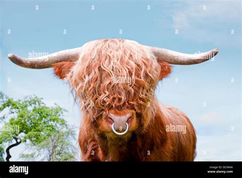 Brown Highland Cattle Highland Cow Closeup Stock Photo Alamy