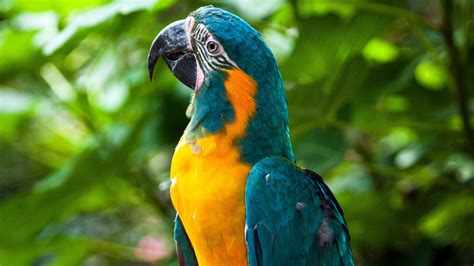 Blue Throated Macaw The Houston Zoo