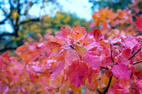 Branch With Bright Red Autumn Leaves Stock Image Image Of Light