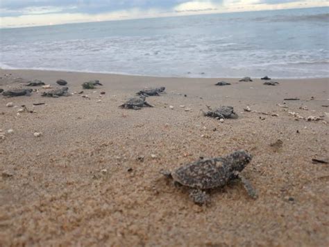 Mais 101 Tartarugas De Pente Nascem Na Orla Do Paulista Paulista Pe