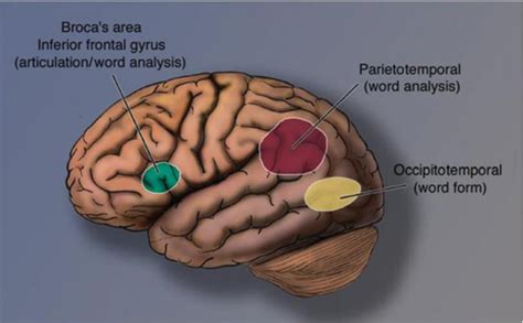 Pdf Ventral Occipito Temporal Cortex Function And Anatomical