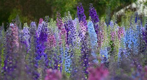 The Rhs On Twitter Delphinium Flowers Pretty Plants Delphinium