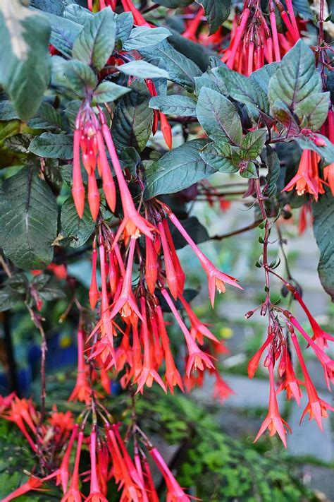 The Outlaw Gardener Hardy Fuchsias My Favorite Plant In The Garden