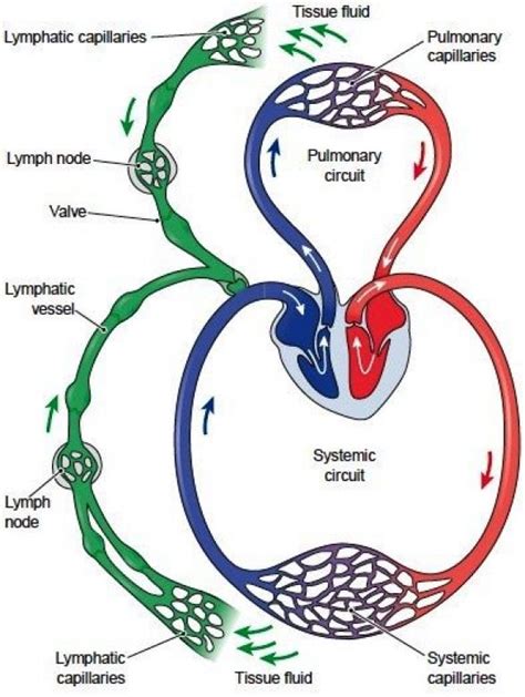 Lymphatic Circulation Lymph Travels Through A Network Of Small And