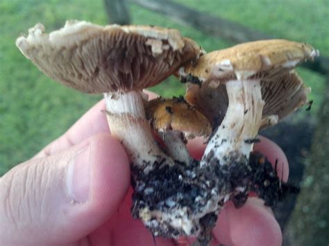 Mushroom Id Houston Pictures Mushroom Hunting And Identification