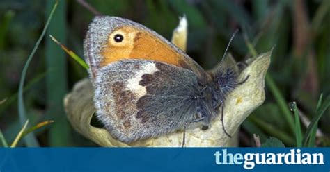 The Uks 12 Butterflies Most In Decline Environment The Guardian